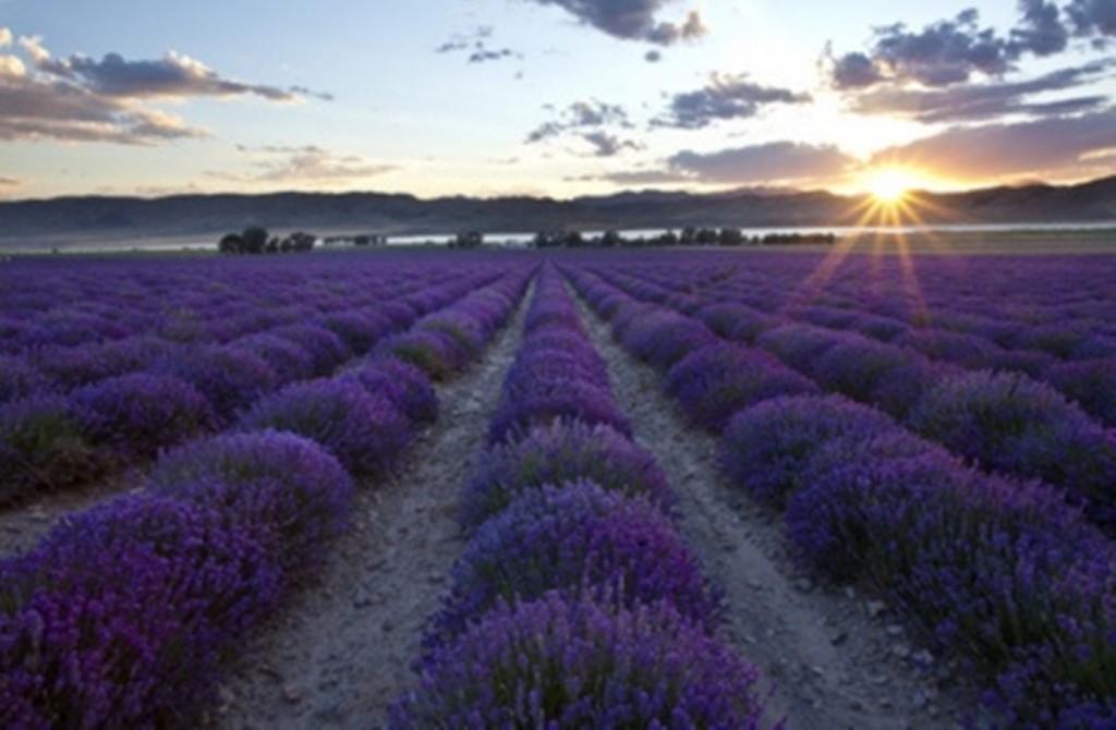 lavender-farm