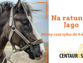 Uratujmy konia Jago razem z Fundacją Centaurus!