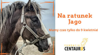Uratujmy konia Jago razem z Fundacją Centaurus!